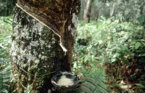 Guatemala exporta caucho natural hacia Colombia entre otros productos (Foto: Archivo)