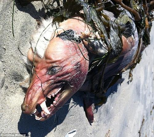 En 2012, una criatura similar fue encontrada en Lago Tahoe, San Diego.