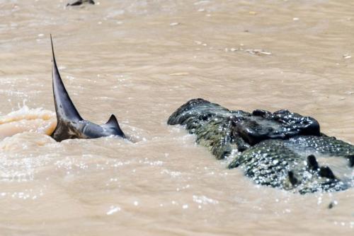 Este es el momento en que el cocodrilo cruza el río con el tiburón en su boca; sin embargo, el fotógrafo cree que pese a que el cocodrilo ganó la batalla el tiburón logró escapar (Foto: Andrew Paice)