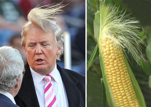 El peinado de Donald Trump ha sido objeto de constantes sátiras y comparaciones. (Foto: www.recreoviral.com)