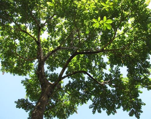 Así se ve un árbol adulto de Dalbergia Retusa o "cocobolo". 