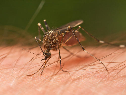 El virus es transmitido por los mosquitos Aedes aegypti y Aedes albopictus y sus síntomas son más fuertes que los del dengue (Foto: Archivo)

