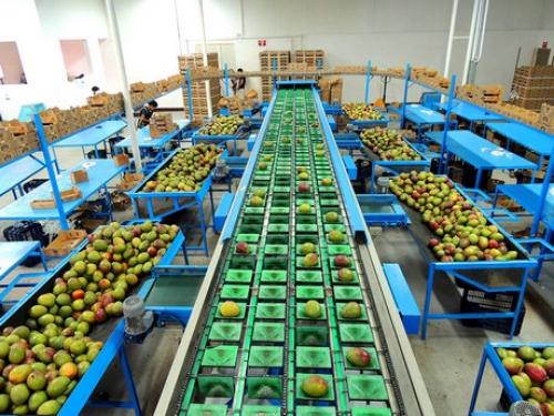 Guatemala exporta mango a Estados Unidos y Europa. (Foto: Distribuidora de Frutas Tropicales, S.A.)