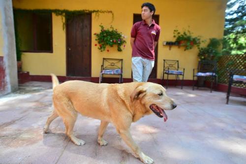 Es indispensable que quien cuide a tu mascota lo saque a pasear. (Foto: Wilder López/Soy502) 
