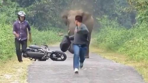 Elefante corre a dos jóvenes en India.