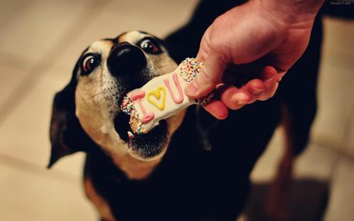 Consiente a tu mascota dejando a su cuidador galletas especiales. (Foto: fondos7.net) 