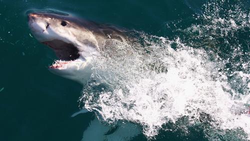 Tiburón se devora a una ballena muerta foto 