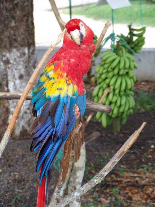 Esta Guacamaya forma parte de la colección privada de animales exóticos de Obdulio Mendoza. (Foto: Facebook) 