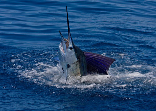 El torneo se realizará con el objetivo de evitar la matanza de las especies de pico, como el Pez Vela. (Foto: Inguat)