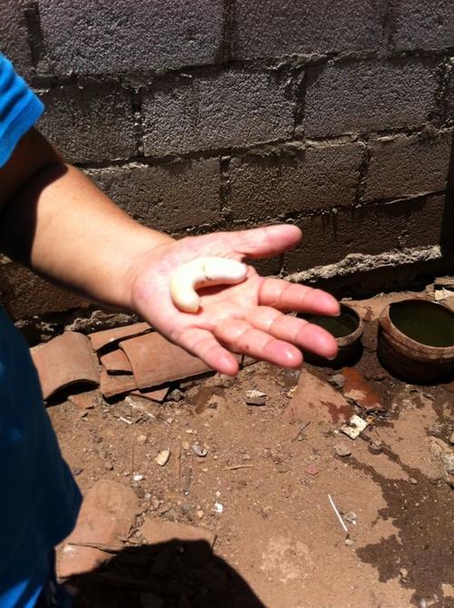 El extraño huevo mide unos 10 centímetros y tiene una forma curva. (Foto: cortesía Heydi Aguirre) 