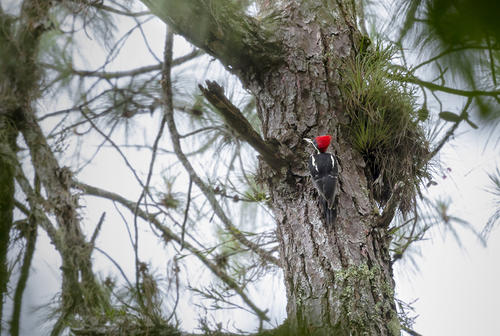 El pájaro Carpintero Real o es una de las especies que todavía subsisten en el área. (Foto: George Rojas/Soy502)