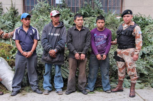 Cuatro personas fueron detenidas el sábado por transportar pinabete ilegalmente, entre ellos un menor de edad. (Foto: PNC)