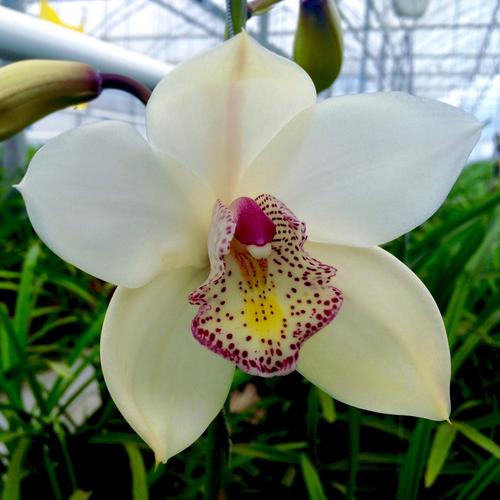 Holland Orchids va a exportar flores como estas a Europa y Canada. (Foto: Holland Orchids)