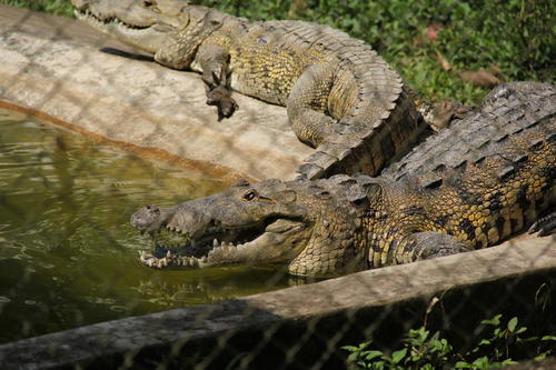 Los cocodrilos también han sido rescatados ya que algunas personas las poseen como mascotas. (Foto: Alexis Batres/Soy502)