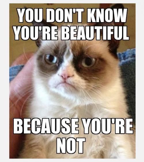 Los memes de Grumpy Cat invaden las redes sociales. 