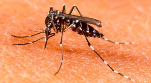 El chikungunya es transmitido por el mosquito Aedes aegypti, el mismo del dengue.