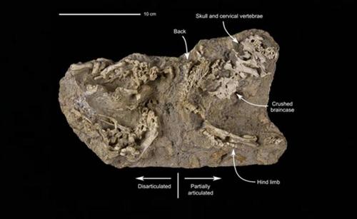 Imagen de uno de los fósiles encontrados en el nido de dinosaurios. (Foto: Google)