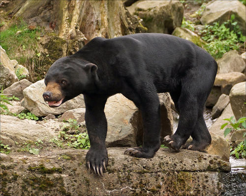Así se ve un ejemplar de oso malayo en buenas condiciones de salud