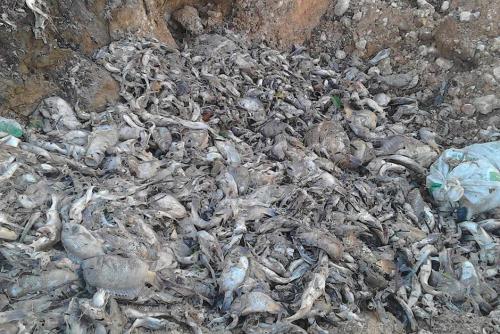 Los pescadores abrieron dos fosas para enterrar a los peces muertos, debido al derrame de un plaguicida en el río La Pasión. (Foto: El Informante Petenero)