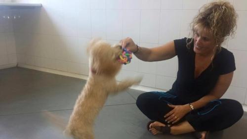 El aeropuerto del Prat sacrificaría al Perrito, si no hay tiene forma de leer su chip para confirmar que cuenta con todas las vacunas. El perrito de la imagen no es Buddy, su raza es la misma (Foto: change.org) 