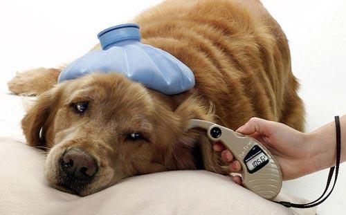 Es necesario llevar a nuestro perro por lo menos, una vez al año al veterinario, luego de aplicarle todas sus vacunas. (Foto: Google)