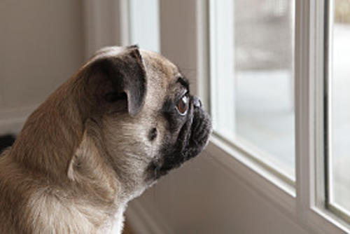 Si un perro pasa mucho tiempo solo se irrita, angustia y estresa. (Foto: Google)