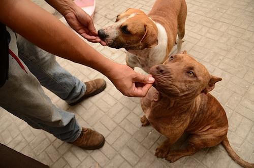 Los perros necesitan hogares equilibrados, una buena alimentación y mucho amor. (Foto: Selene Mejía/Soy502) 