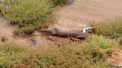 Una serpiente pitón se traga a un cocodrilo en Australia