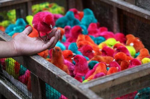 Pintar a los pollitos de colores y ofrecerlos como premios en mañanas deportivas o fiestas infantiles es una irresponsabilidad con los animalitos