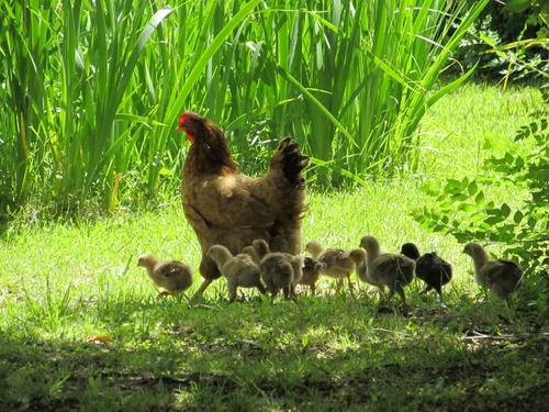 Al ver a la gallina con sus pollitos, percibí la oportunidad. (Foto: Wikipedia)