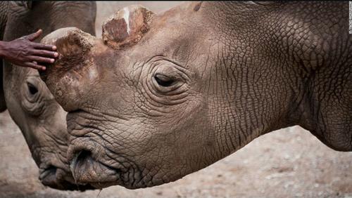 "Sudán" es uno de los pocos rinocerontes que quedan vivos y que vive vigilado para cuidar su vida. (Foto: OI Pejeta Conservancy)