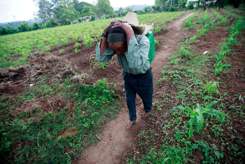 Un agricultor porta a la espalda un equipo de cura para sus plantas en una finca agrícola cooperativista de Guatemala que genera 700.000 empleos.