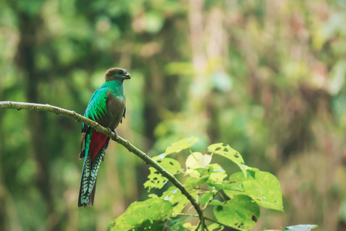 En 2014, Diego publicó varias fotografías que logró obtener del Quetzal en los bosques del Refugio del Quetzal en San Rafael Pie de la Cuesta. (Foto: Diego Rizzo)