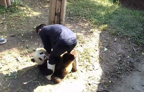 Oso panda  no deja a su cuidador