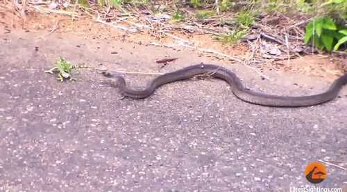 Por su condición natural, el camaleón se enfrenta de lado a la serpiente para observarla bien. A pesar de su esfuerzo, no logra escapar. (Captura de YouTube)