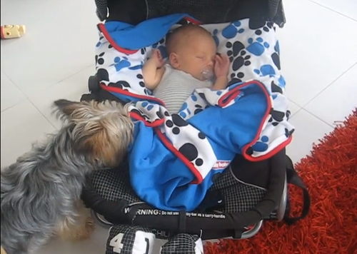El pequeño can se toma su tiempo para arropar con el total cuidado al bebé que duerme tranquilamente en su silla. (Foto: YouTube) 