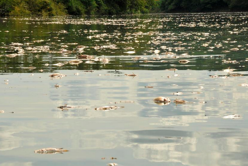 La contaminación en el río La Pasión provocó la muerte de miles de peces y otras especies. (Foto: Nuestro Diario) 