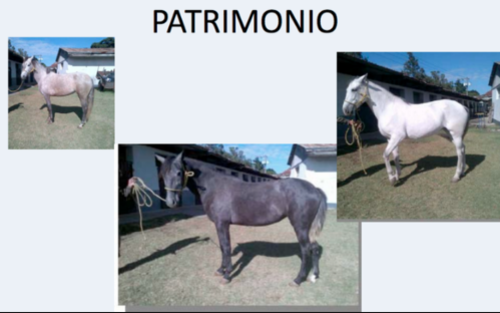 Seis caballos pura raza, propiedad de Lima, ya fueron subastados por la Senabed. (Foto: MP)