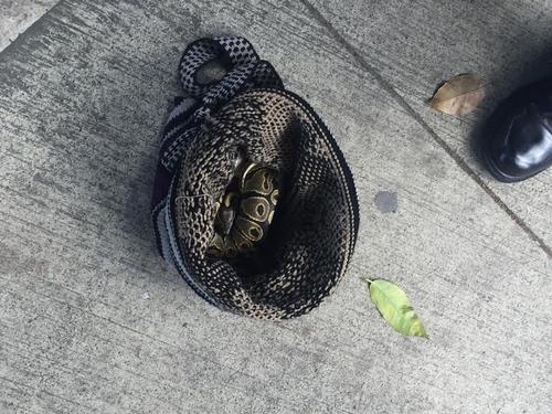 La serpiente fue localizada por personas en la zona 10, quienes intentaron matarla y otro grupo la defendió.  (Foto:  Twitter) 