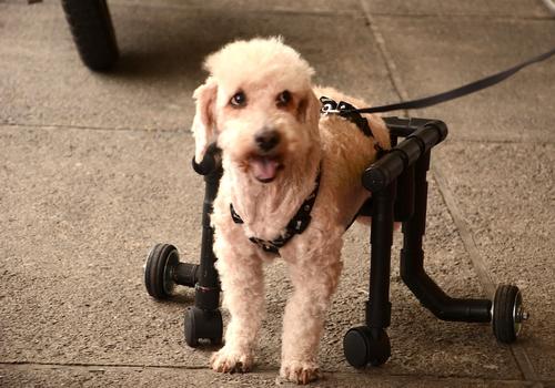Oso es muy feliz, usando su silla de ruedas. (Foto: Selene Mejía/Soy502) 