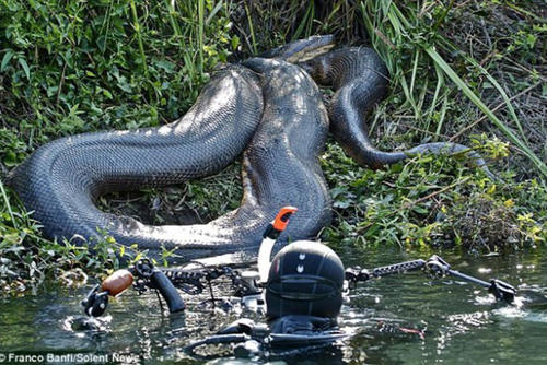 El ambientalista se dejó tragar por una anaconda y vivió para contarlo. (Foto: p2srmedia.wordpress.com)