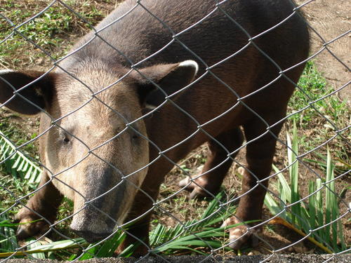 Este Tapir aparece en las fotografías del perfil de Facebook del hotel Santa Isabel, pero no aparece en los registros de Conap. El Tapir es una especie en peligro de extinción. (Foto: Facebook) 