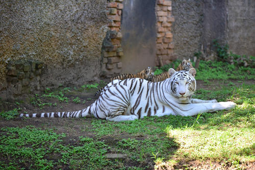 Los tigres de bengala del Zoo La Aurora juegan cariñosamente con su mamá. (Foto: Wilder López/Soy502)