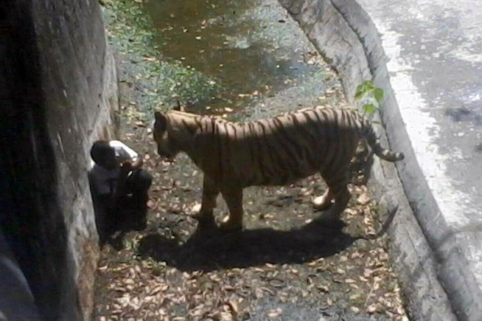 La fotografía fue proporcionada por la Policía de Nueva Delhi, se observa al tigre que atacó y mató al menor. (Foto: AFP)&nbsp;