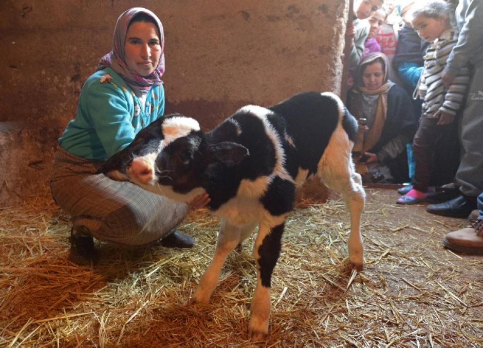 Este ternero, con dos cabezas, nació en Año Nuevo, en Marruecos, fue bautizado como Sana Saida. (Foto: AFP)