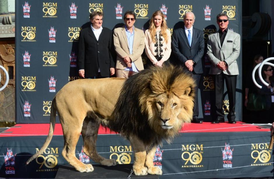 "Leo" es el nombre del león insignia de la compañía de cine Metro Goldwyn Mayer. El rugido y la imagen de Leo es la entradilla oficial de todos los filmes de la MGM. Foto AFP