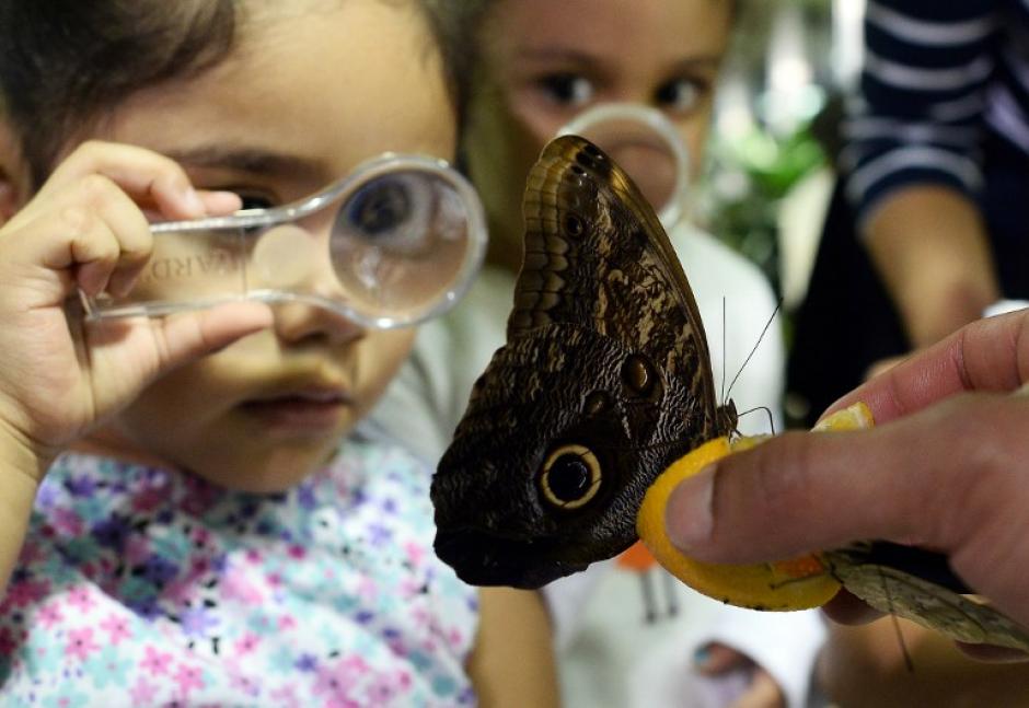 Niñas le dan un mejor vistazo a mariposas usando lupas en el Museo de Historia Natural de New York. (Foto: Jewel Samad/AFP)