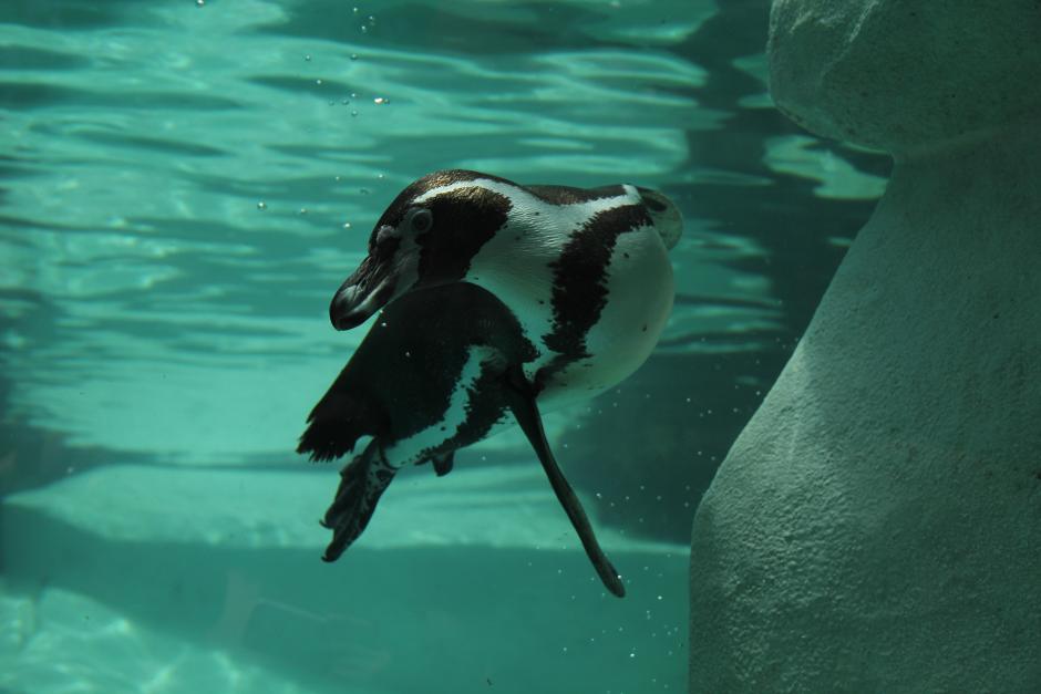 Los pingüinos del Zoológico La Aurora cumplen este 6 de mayo un año de estar en Guatemala. (Foto: Alexis Batres/Soy502)