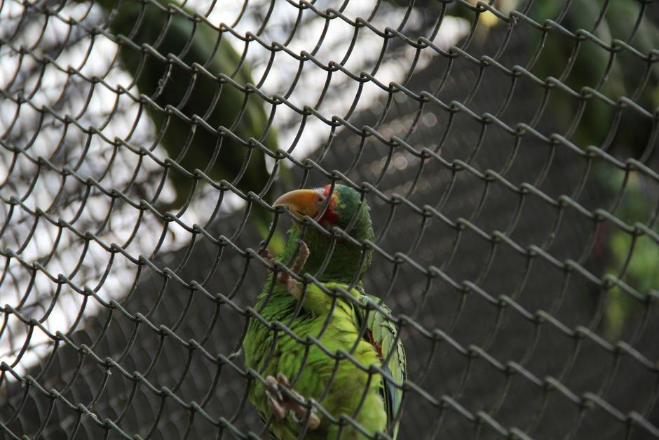 Los loros y las pericas son los animales silvestres que la población más acostumbra a adoptar como mascotas. (Foto: Alexis Batres/Soy502)