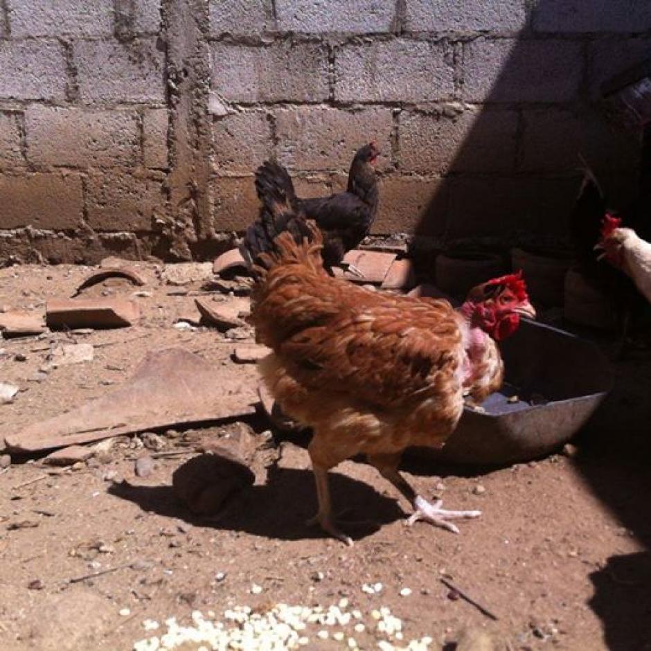 Peluca es la gallina que puso un huevo con una forma extraña en Zacapa. (Foto: cortesía Heydi Aguirre)&nbsp;